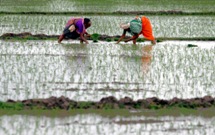 Farmers plant saplings in a rice field an the western Indian state of Gujarat. (REUTERS/Amit Dave)