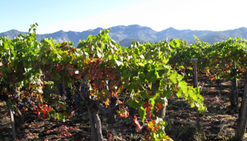 A California vineyard. (REUTERS/Reuters Staff)