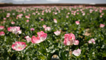 A field of poppies in Afghanistan. (REUTERS/Bob Strong)