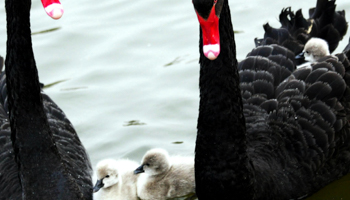 Black swans. (REUTERS/China Photos)
