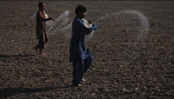 Farmers spreading fertiliser. (REUTERS/Akhtar Soomro)