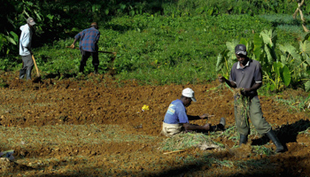 Haitian farmers tend to their crop. (REUTERS/Swoan Parker)