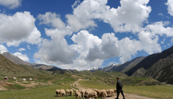 An ethnic Uighur herdsman in Aksu (REUTERS/Stringer China)