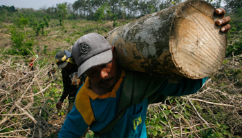 Workers carry a log cut from a forest in Indonesia (REUTERS/Stringer Indonesia)