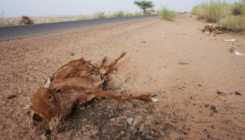 Cattle decompose by a road in Mauritania (REUTERS/Joe Penney)