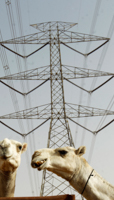 Camels are seen in front of electricity cables near Riyadh (REUTERS/Fahad Shadeed)