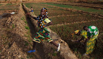 Farmers work on a bean farm in Mali (REUTERS/Joe Penney)