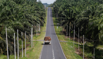 A truck carrying oil palm fruits passes through a plantation in Malaysia's Sabah state (REUTERS/Bazuki Muhammad)