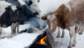 Cows warm themselves by a fire at a farm near Krasnoyarsk (REUTERS/Ilya Naymushin)