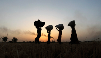 Indian labourers carry harvested wheat (REUTERS/Amit Dave)