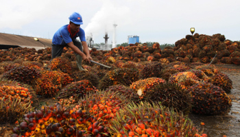 A worker unloads palm fruit at a local palm oil factory in Indonesia (Reuters/Roni Bintang)