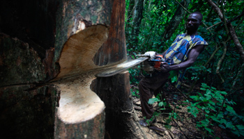 A logger cuts through a tree in a forest at Abengourou (Reuters/Thierry Gouegnon)