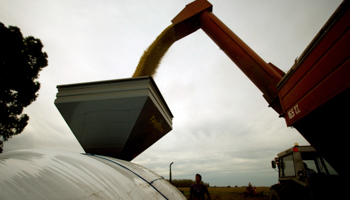 A farmer watches as a silo bag is filled with soybeans during harvesting (Reuters/Enrique Marcarian)