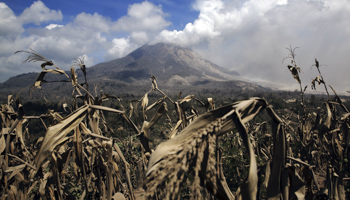 Dried corn is pictured in front of Mount Sinabung in Payung village, North Sumatra province, Indonesia (Reuters/Beawiharta)