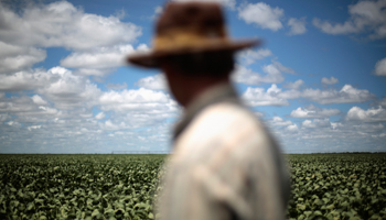 A Farmer observes his soybean crops in Brazil (Reuters/Ueslei Marcelino)