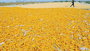 A farmer dries corn in Shandong (Reuters/China Daily)