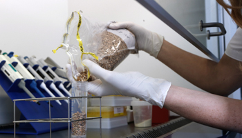 A routine test on wheat grains for the presence of genetically modified organisms (Reuters/Ints Kalnins)