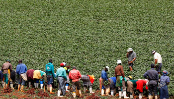 Farm workers reap beetroots at a farm in Klippoortie (Reuters/Siphiwe Sibeko)