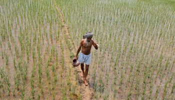 A farmer walks through a paddy field in Punjab (Reuters/Ajay Verma)