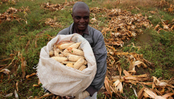 A Zimbabwean man harvests maize from a field in a peri-urban suburb of Mabvuku in Harare (Reuters/Philimon Bulawayo)