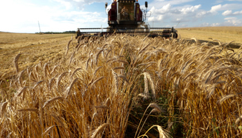 A grain combine harvester reaps the field near the village of Menzygura (Reuters/Vasily Fedosenko)