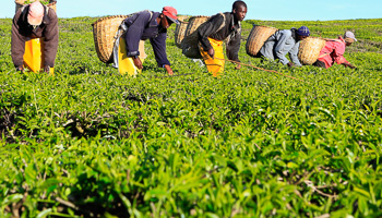 Workers pick tea leaves at a plantation in Nandi Hills, Kenya (Reuters/Noor Khamis)