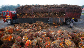 A worker unloads palm oil fruits from a lorry in Salak Tinggi, outside Kuala Lumpur, Malaysia (Reuters/Samsul Said)