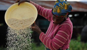 A woman works in a rice mill in Aliade community in the state of Benue, Nigeria (Reuters/Afolabi Sotunde)