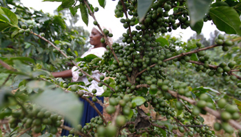 A farmer inspects coffee cherries at a plantation in Kienjege (Reuters/Thomas Mukoya)