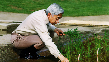 Emperor Akihito plants a rice paddy at the Imperial Palace (Reuters/Imperial Household Agency/HO YN/SH)