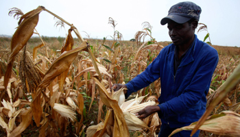 A Zimbabwean man harvests maize (Reuters/Philimon Bulawayo)