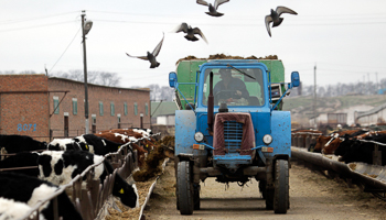 A tractor distributes cow feed at a livestock breeding complex near Stavropol (Reuters/Eduard Korniyenko)