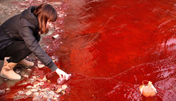 A journalist takes a sample of the red polluted water in the Jianhe River in Luoyang, Henan province (Reuters/China Daily)