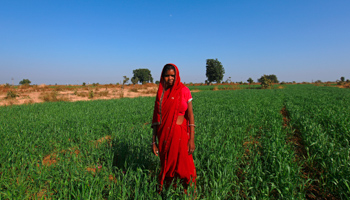 Child bride Krishna, 14, poses in a wheat field on the outskirts of Rajasthan (Reuters/Danish Siddiqui)