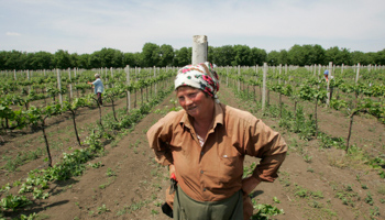 A worker at a vineyard in Chisinau (Reuters/Konstantin Chernichkin)