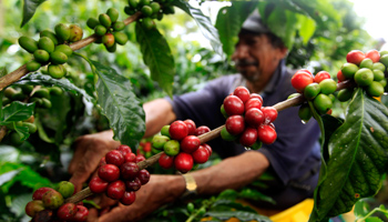 Coffee fruit in a plantation near Montenegro in Quindio province, Colombia (Reuters/Jose Miguel Gomez)