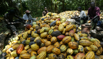 Ivorian farmers break cocoa nuts in Agboville (Reuters/Luc Gnago)
