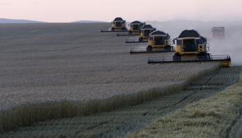 A wheat field of the Solgonskoye farming company, Russia (Reuters/Ilya Naymushin)