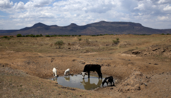 Livestock drink from a drying river in KwaZulu-Natal (Reuters/Siphiwe Sibeko)