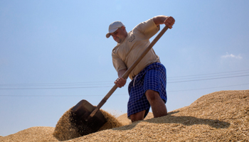 Wheat piled up on a farm near Mykolaiv, southern Ukraine (Reuters/Vincent Mundy)