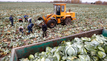 A state vegetable factory in the outskirts of Minsk (Reuters/Vasily Fedosenko)