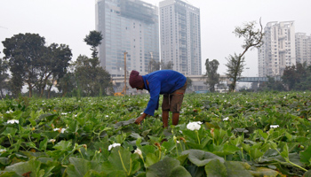 A farm worker in Kolkata  (Reuters/Rupak De Chowdhuri)