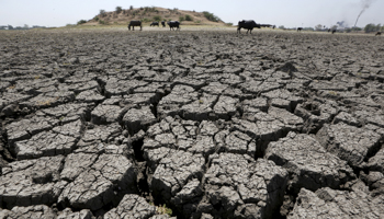 Dried-up Chandola Lake in Gujarat (Reuters/Amit Dave)