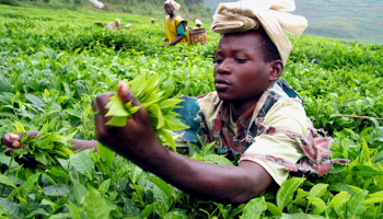 Tea picker at a plantation in Rwanda (Reuters/Finbarr O'Reilly  FOR/RS/WS)