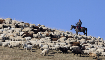 A shepherd, near the village of Ashibulak to the east of Almaty (Reuters/Shamil Zhumatov)