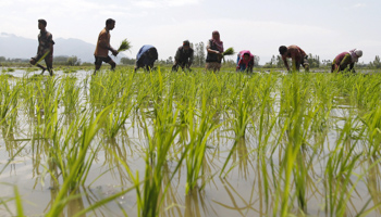 Farmers in a rice field on the outskirts of Srinagar  (Reuters/Danish Ismail)