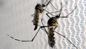 The Aedes aegypti mosquito (Reuters/Paulo Whitaker/File Photo)