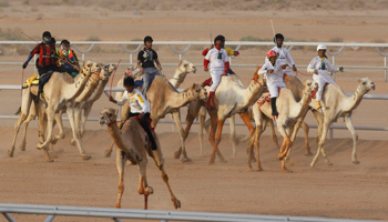 Camel racing at a Saudi cultural festival near Riyadh (Reuters/Fahad Shadeed)