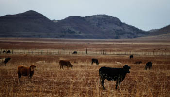 A cattle farm in Chihuahua  (Reuters/Tomas Bravo)