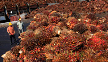 Workers stand near palm oil fruits inside a palm oil factory in Sepang, outside Kuala Lumpur (Reuters/Samsul Said)